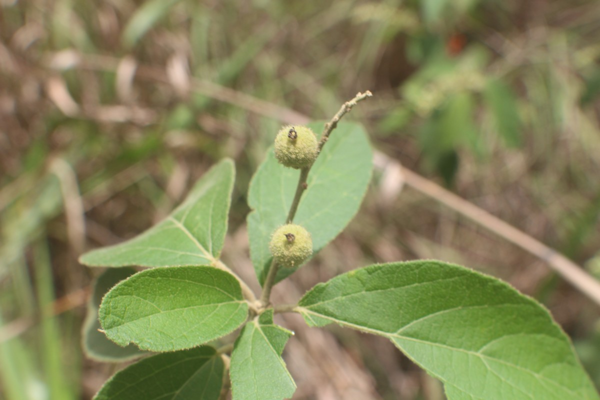 Croton aromaticus L.